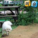 놀다가개 이미지
