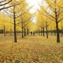 (10월) 홍천 비밀의 황금숲 길여행 신청받습니다. 이미지