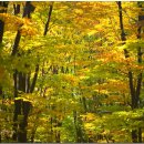 들풀 이영일, 느티나무의 가을빛 아름다운 숲에서[1028.수] - 야경 촬영법 7가지 & 추천 야경 명소 이미지