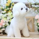 견공작소 이미지