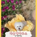 백호켄넬 | 강아지 산책매트 추천I ‘따숩개하우스’