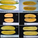 미국의 식품에서 발견 항생제 내성 슈퍼 박테리아 | GMO 바나나 미국인 기니 돼지!! 이미지