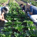 친환경농장 이미지