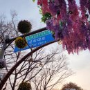 영가대교남단 다리 아래 | 여의도봄꽃벚꽃축제 | 지하철타고 윤중로 벚꽃길 (ft.벨리곰 머리띠를 찾아서)