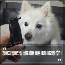 강아지 발바닥털 스피츠 셀프 미용 미니 바리깡 추천 바론 토끼바리깡 후기