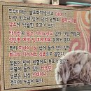 안락로 | [서원시장 맛집] 기본 찬이 미쳤어요! 소문난초량할매쭈꾸미 안락직영점 샤브샤브 찐 후기