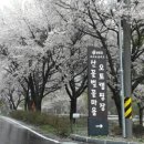 산꽃벚꽃오토캠핑장 이미지
