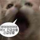 SM타이거짐 더프리미엄 | 인테리어 기록 1편 | 첫 독립, 이사부터 집 꾸미기까지 (1.5룸 셀프 인테리어 후기)