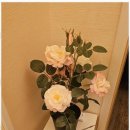 동탄P&P메디칼프라자 | 동탄건전마사지 진정한 힐링을 경험한 휴리프레싱 후기