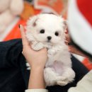 어벤져스켄넬 탑클래스펫 강아지분양 이미지