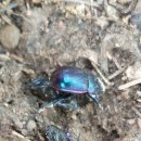 쇠똥구리 농장 이미지