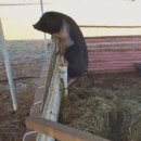 저팔계농장 이미지