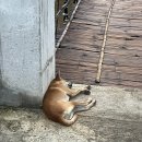 리버뷰게스트하우스 | 여자 혼자 빠이 카나리 게스트하우스 디럭스 리버뷰 추천후기