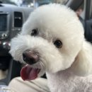 온레스트그루밍 이미지