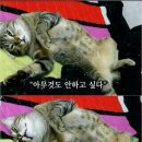 맘바인아프리카 이미지