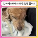 가비가 | 14살 노견 가비를 위해 챙긴 강아지고양이스트레스케어영양제 질켄플러스 후기