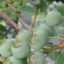 팔로마 이미지