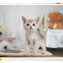 아담스펫 강아지분양 고양이분양 강남점 이미지