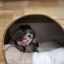 폼폼카페 이미지