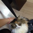 블루드라이어드 | 블루드라이어드는 천국이에요~♥(완전 늦은 후기..☞☜)