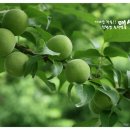 금호다원