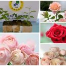 전주시립예술단 연합공연 심청 | 동생 공연 알림