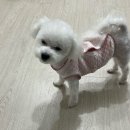 애견 미용실(도그하우스) 이미지