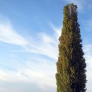 포플러(poplar) 이미지