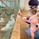 평택 아이와 가볼만한 곳 재방문 하고싶은 초록미소마을 힐링가든