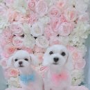 스타애견샵 이미지