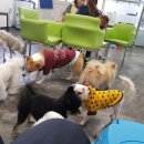 멍멍이 클럽 이미지