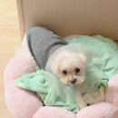 카라말티즈 | 14살 말티즈 귀 피투성이 / 일요일 진료 병원 급히 다녀온 후기 "솜길 동물의료센터"