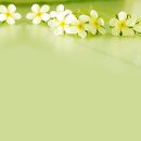 고와요 Daum카페