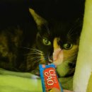 편하개 놀다가냥 이미지