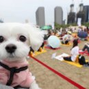 강아지를부탁해(돌봄) 이미지