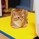 누리아미 이미지