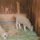 케논목장 이미지