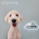 그루밍아이엠 이미지