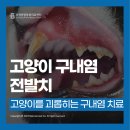부평종합동물의료센터 | [24시부평종합동물의료센터] 고양이 구내염, 전발치