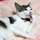 오늘도, 그루밍 이미지