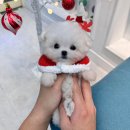 댕스마일 이미지