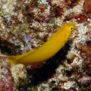 Yellow Wrasse 이미지