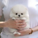 하얀강아지 이미지