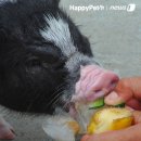 황금돼지 이미지