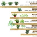 '빌레나무' 공기질 개선 효과 탁월 이미지