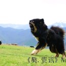 샹그리라 이미지