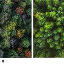 (山 바보) 49. 숲의 지킴이 산새, 깨어있는 새 잠든 사람 이미지