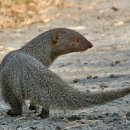 몽구스(Mongoose)