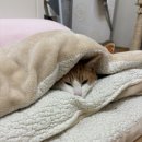 속초삼성동물메디컬센터 | 갑작스러운 식욕부진