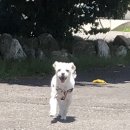 프리티도그 이미지